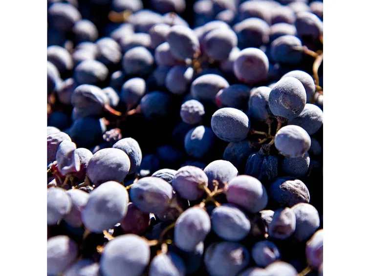 Uva di tipo Corvina