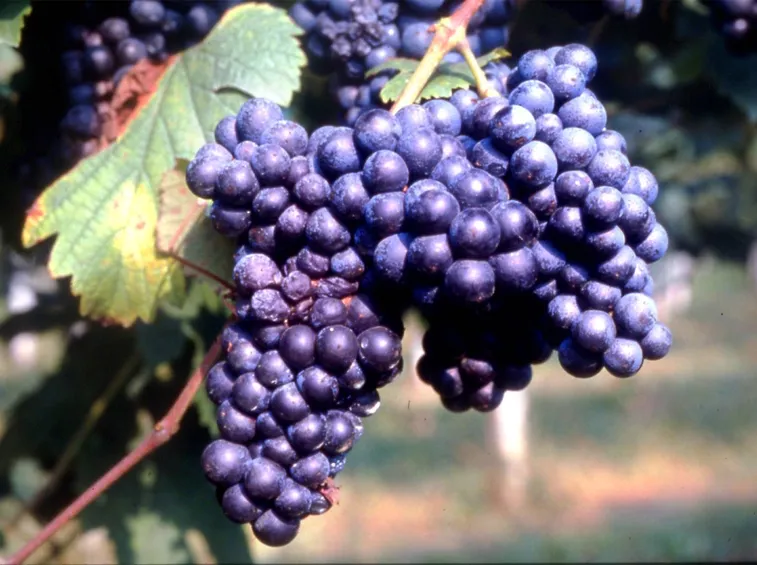 Uve Lambrusco Salamino