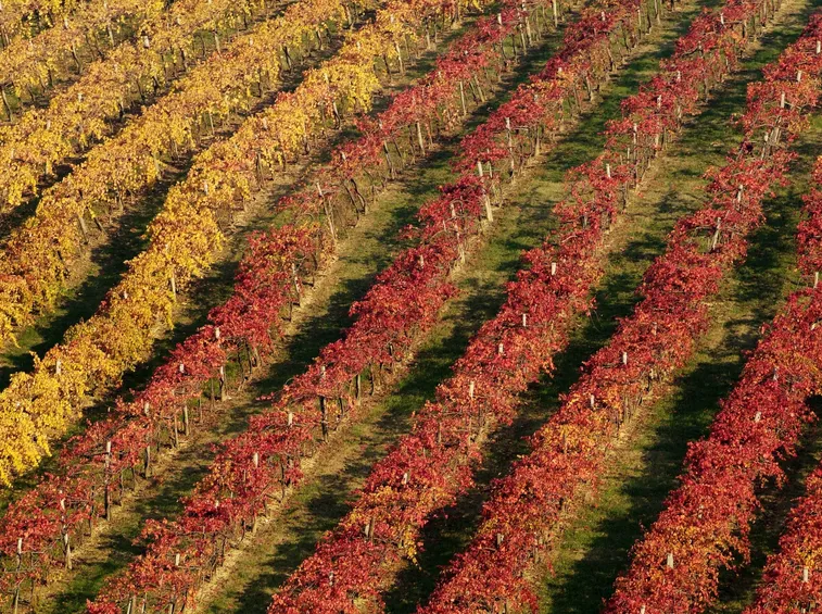 Vigneti di Lambrusco in Emilia