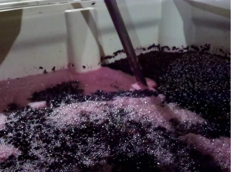 Mosto d'uva che fermenta