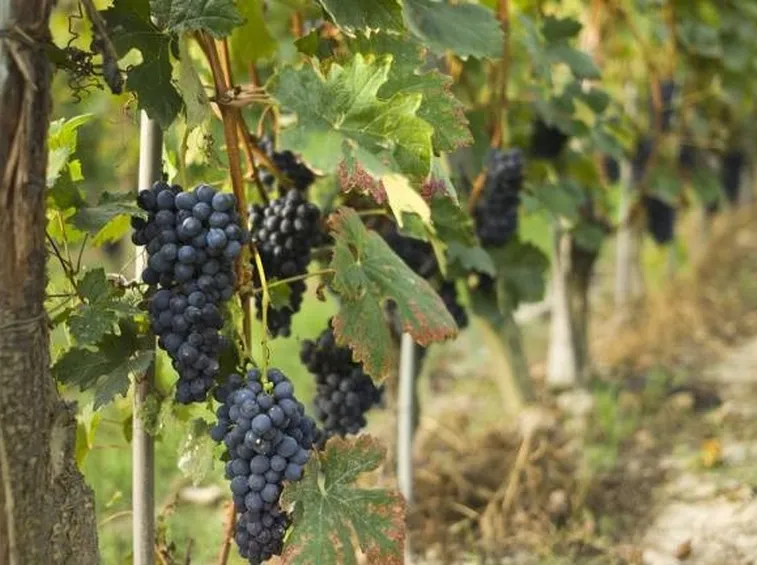 Coltivazioni di viti in Piemonte
