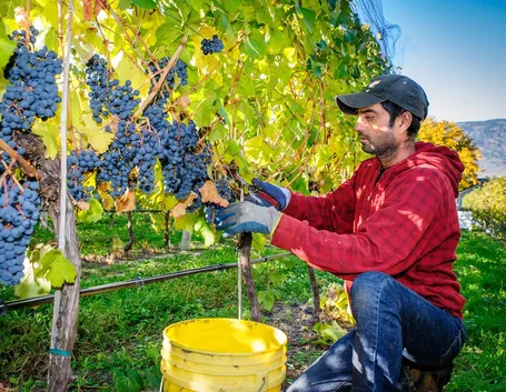 La vendemmia dell'uva in autunno