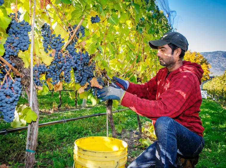 La vendemmia dell'uva in autunno