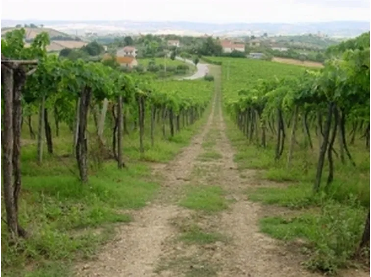 I vigneti del Controguerra