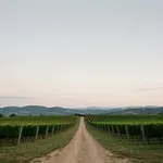 Perché il Montepulciano d'Abruzzo accompagna bene i piatti d'autunno