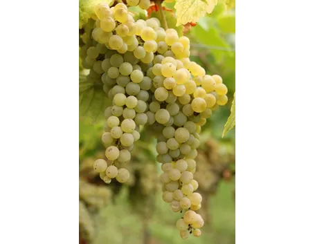 Uva di tipo Pecorino