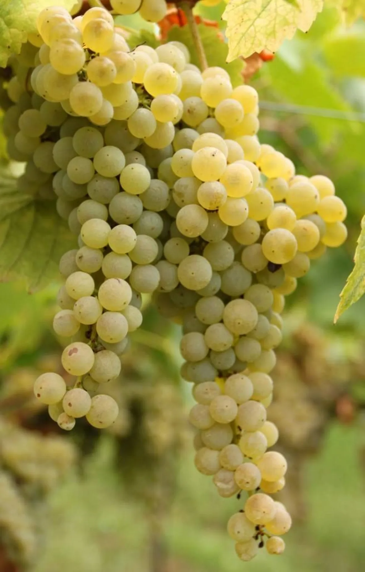 Uva di tipo Pecorino