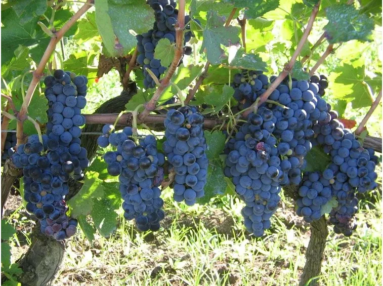 Uva di tipo Aglianico