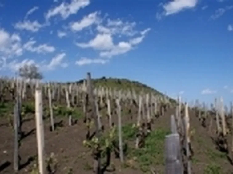 I vigneti della zona