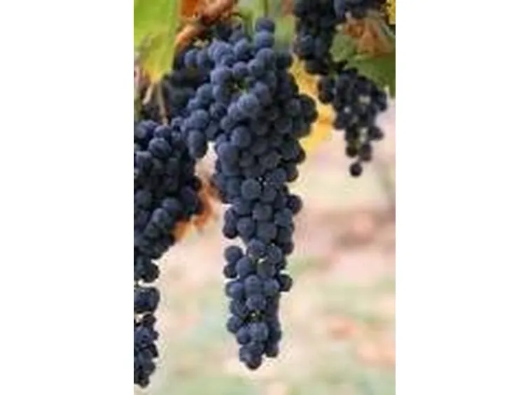 Aglianico