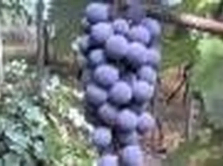 Un grappolo di Aglianico