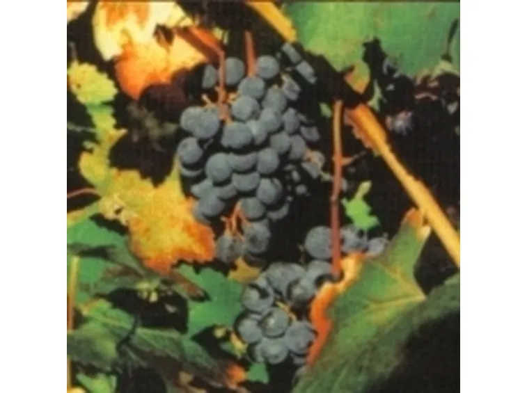http://www.parmagourmet.it/immagini/vino2.jpg