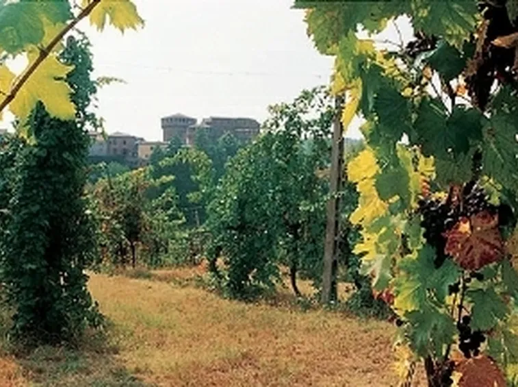 http://data01.emiliaromagnaturismo.it/galleria_fotografica/img/Rocca-Dozza-e-vigneto.jpg