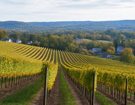 http://www.fornaciarimassimo.com/vendemmia/images/lambrusco%20Grasparossa%20di%20Castelvetro%20_DSF5840.JPG