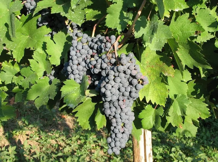 Uva di tipo Croatina