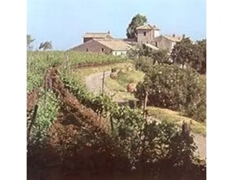 vigne nel Lazio
