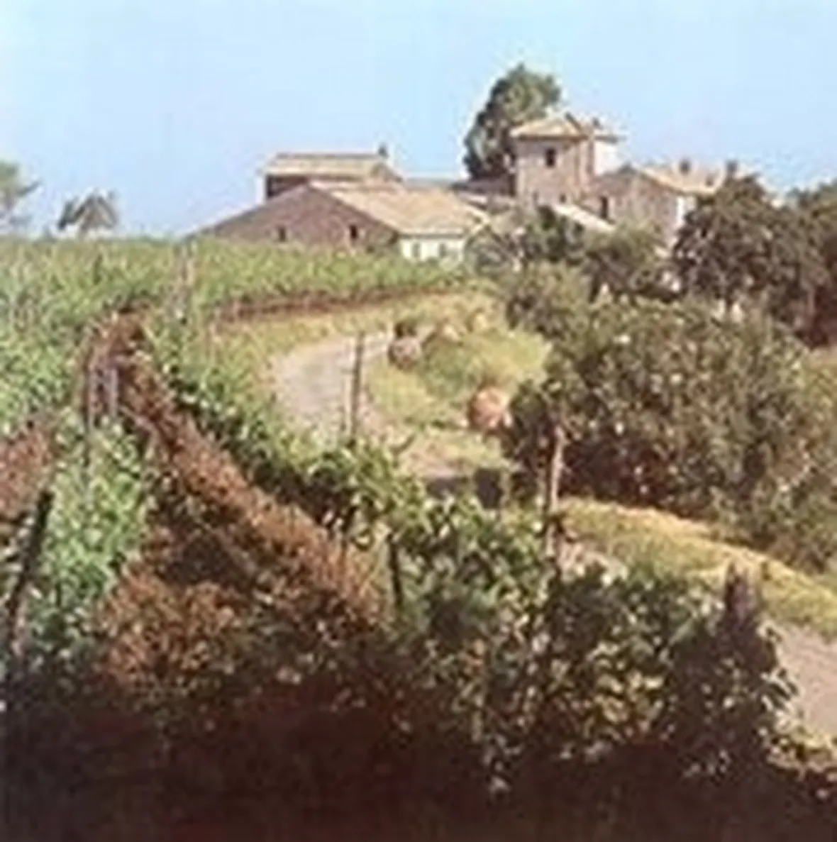 vigne nel Lazio