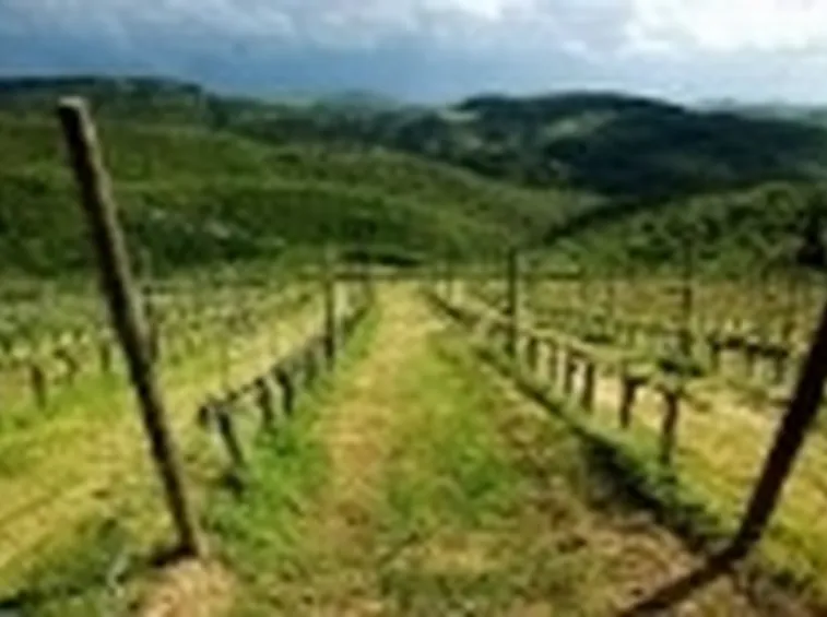 Vigneti della provincia di Roma