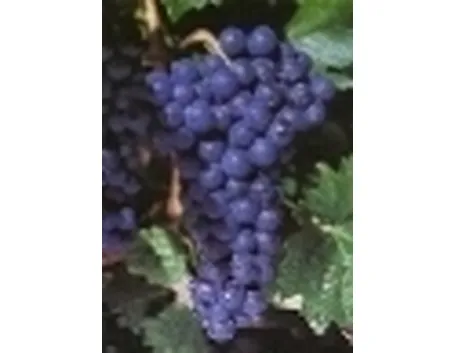 http://www.fisarlodi.it/foto/grandi/cornalin-8.jpg