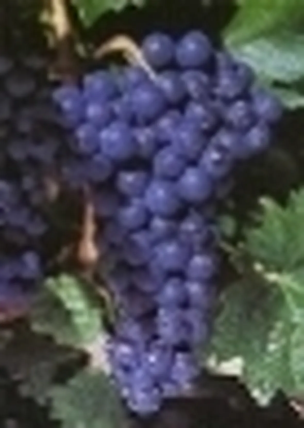 http://www.fisarlodi.it/foto/grandi/cornalin-8.jpg
