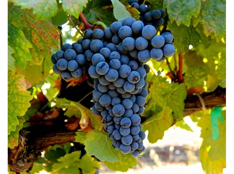 Un grappolo d'uva dolcetto