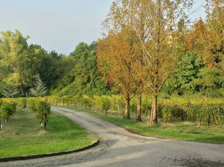 Vigneti dell'azienda Ariola