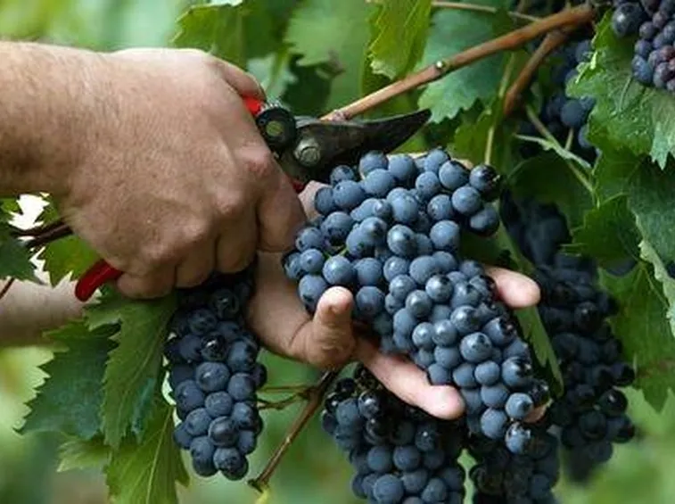 uva nera 