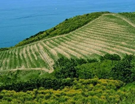 Un Colli Pesaresi