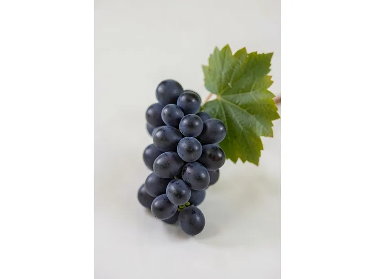 un grappolo di vernaccia nera