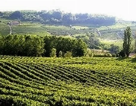 monferrato 