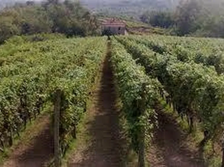 terre del boca 