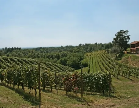 vigneti bramaterra 