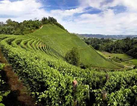 Vigneti nelle Langhe
