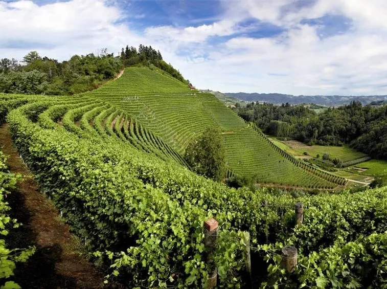 Vigneti nelle Langhe
