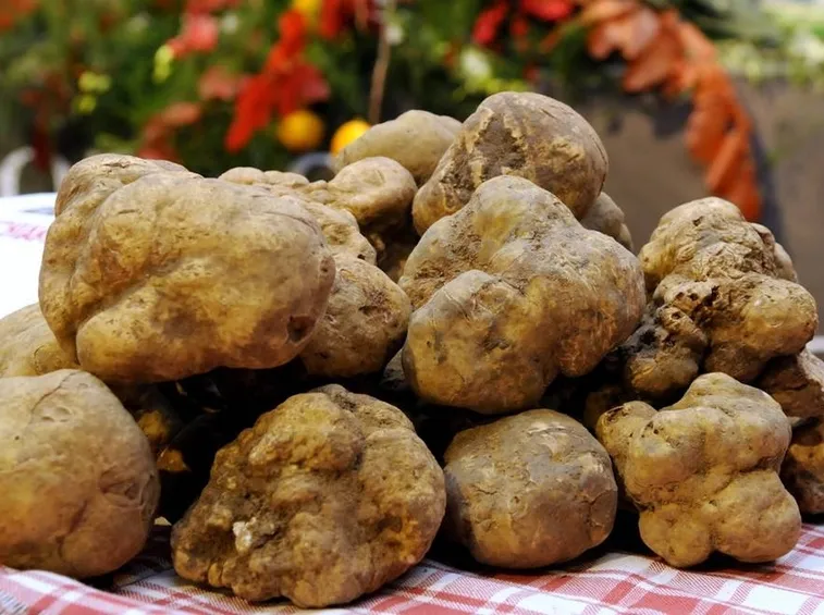 Tartufo d'Alba