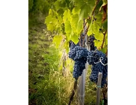 malvasia 