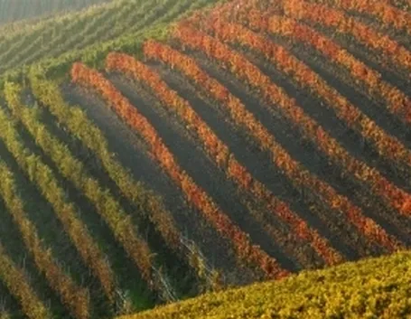 http://www.wineblog.it/wp-content/2009/09/canale-vino-enoteca-regionale-roero.jpg