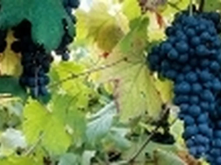 http://www.vinaiolidicastellinaldo.com/images/mangiare/nebbiolo2.jpg