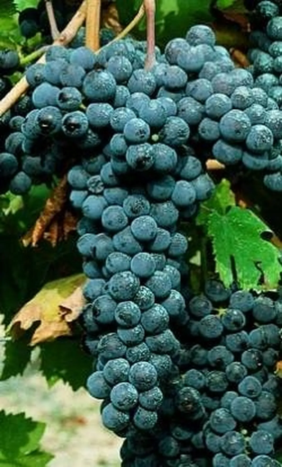 ruchè di castagnole