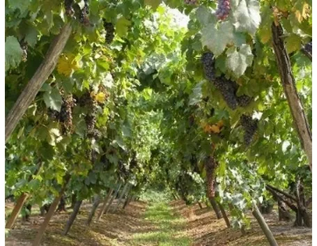 http://www.illagomaggiore.com/images/news/enogastronomia/uva_rossa.jpg/438x350.jpg
