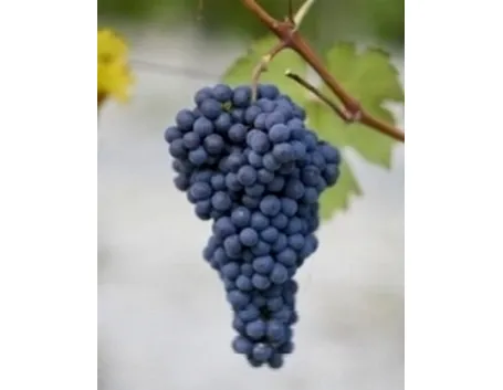 http://www.laculturadelcibo.it/public/archivio/res_300_foto866nebbiolo(ghemme).jpg