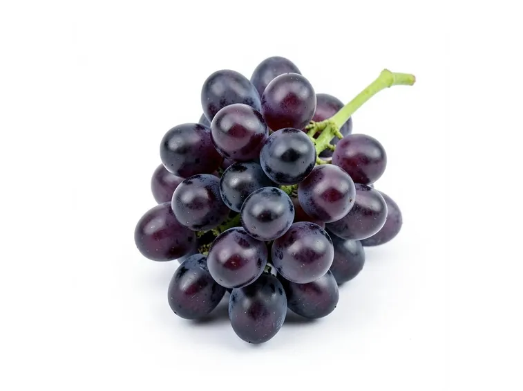Un grappolo di Negroamaro