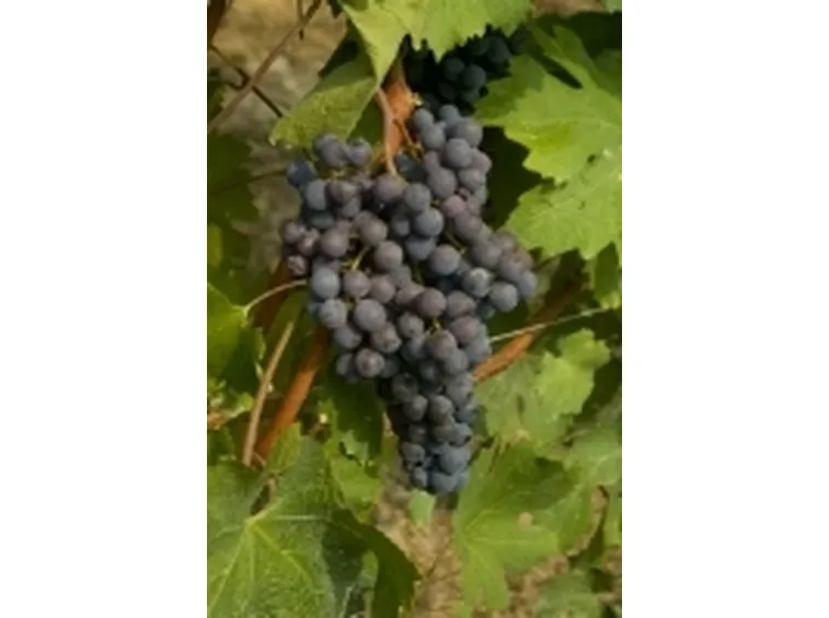 Il Malvasia Nero