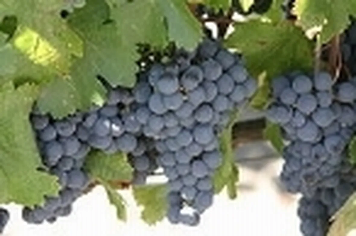 Il raro Malbec