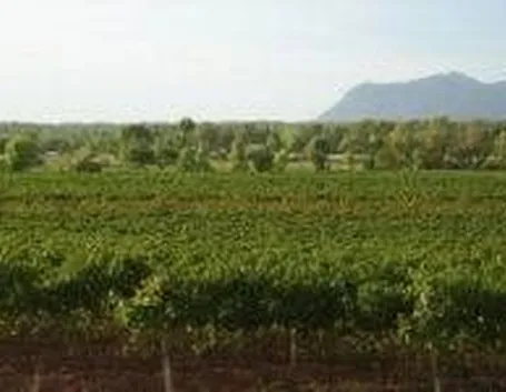 Vigneti nel Sulcis