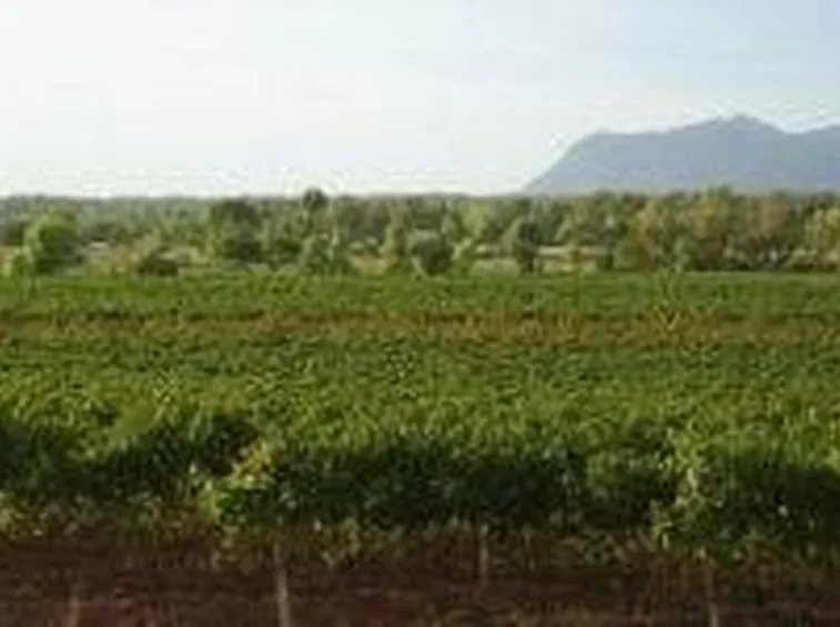 Vigneti nel Sulcis