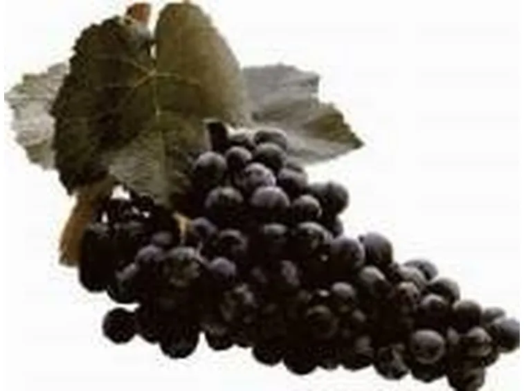L'uva principe della zona, il Carignano