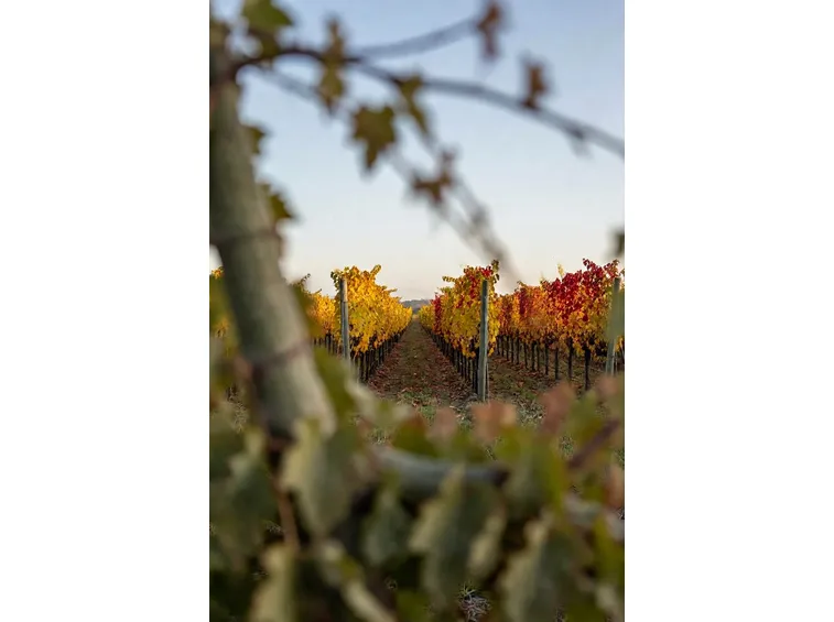 Vigne a Marsala