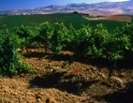Vigneti nei dintorni di Salaparuta