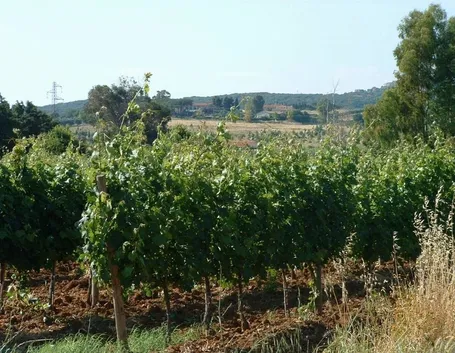 Capalbio